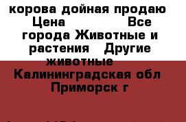 корова дойная продаю › Цена ­ 100 000 - Все города Животные и растения » Другие животные   . Калининградская обл.,Приморск г.